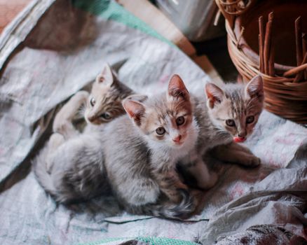 Three cute tabby kittens snuggling together indoors on a cozy blanket.