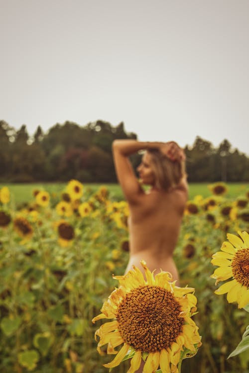 Naked Woman on Field of Sunflowers