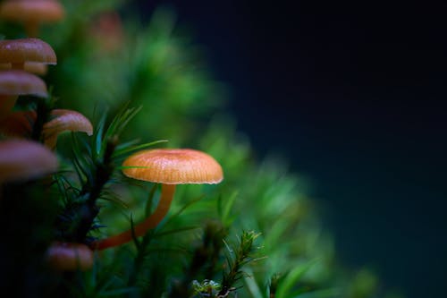Free Mushroom Close-Up Photo Stock Photo