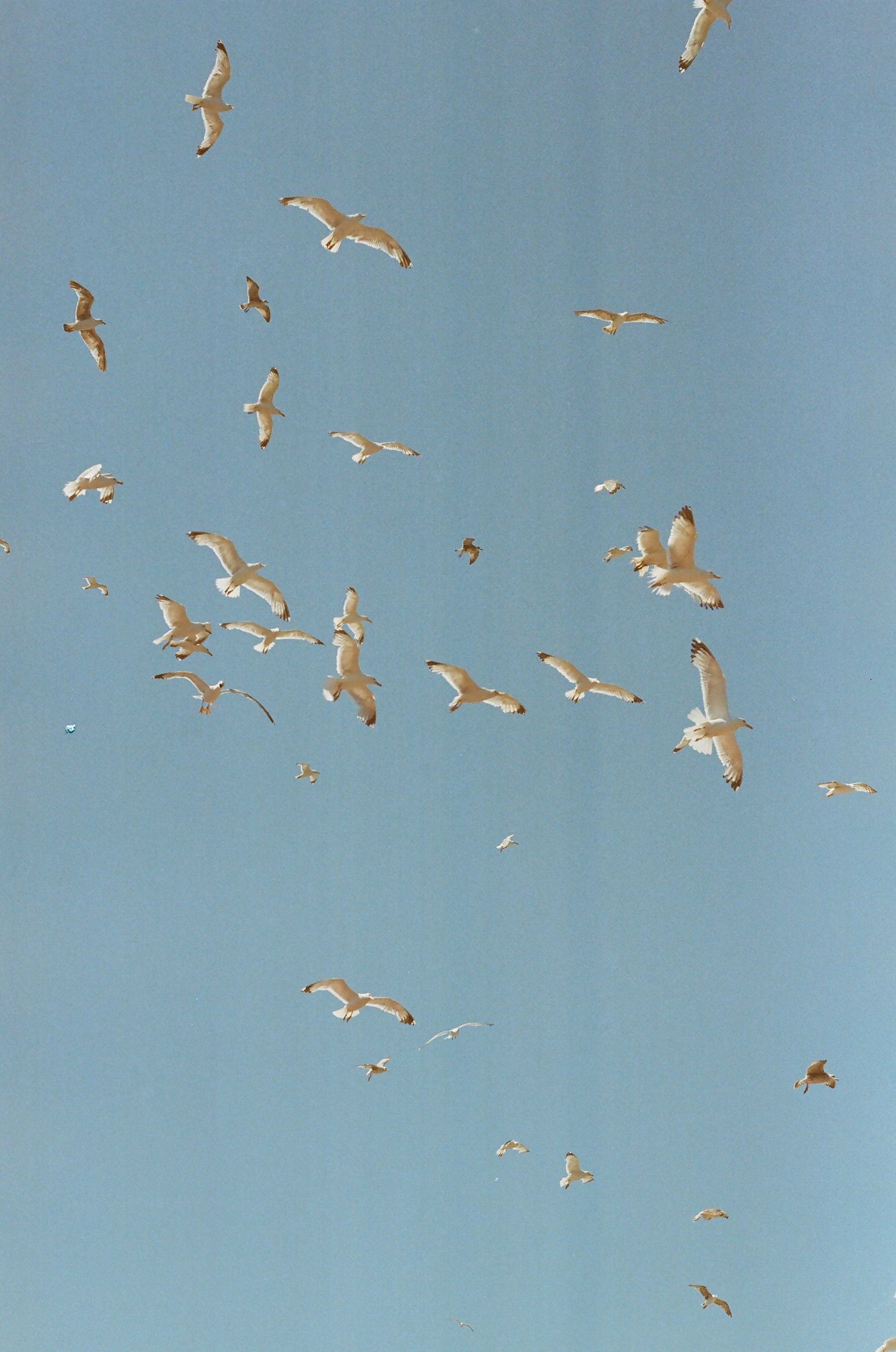 Flock of Birds in the Sky · Free Stock Photo