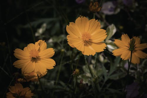 คลังภาพถ่ายฟรี ของ ความงามในธรรมชาติ, ดอกสีเหลือง, ดอกไม้