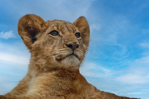 Free A majestic close-up of a lion cub in South Africa, showcasing its natural beauty against a blue sky. Stock Photo