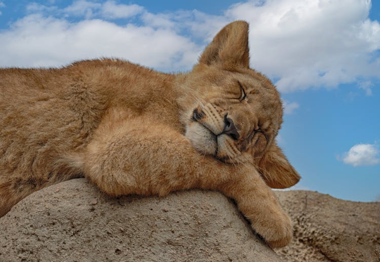 Lion Cub Sleeping On Rock 