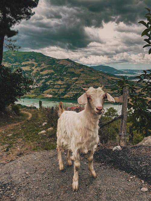 Immagine gratuita di agricoltura, animale, bestiame