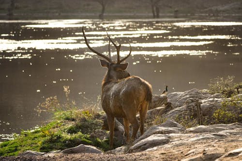 Free A Deer with Antler Near the River Stock Photo