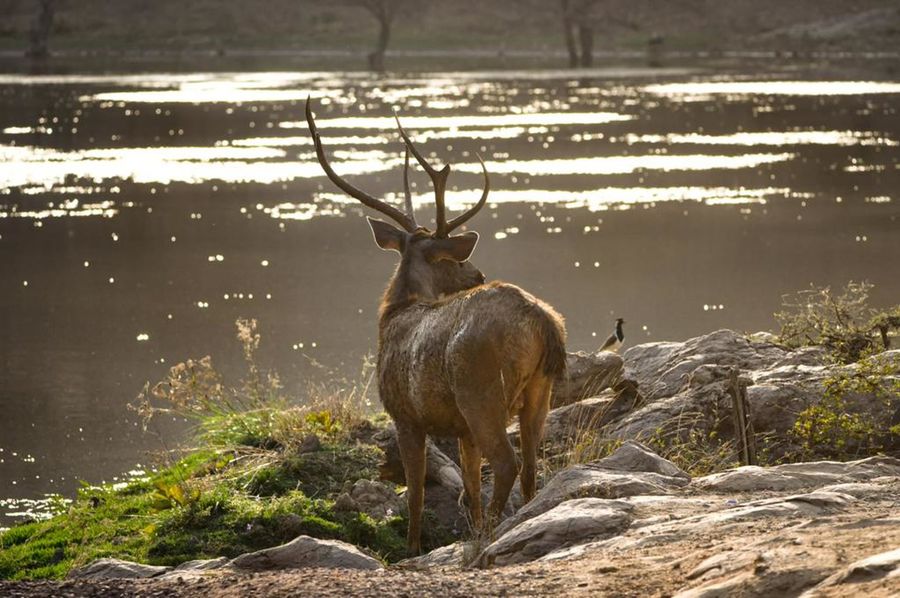 Ranthambore National Park photo 2
