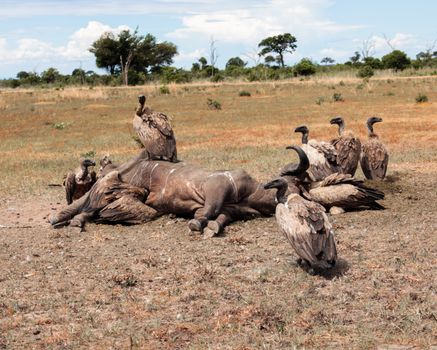 Vultures gather to feed on a carcass in Mikumi National Park, Tanzania's wild landscape.