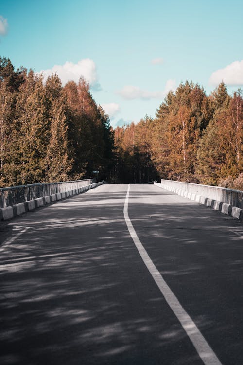 Free Gray Concrete Road Between Brown Trees Stock Photo