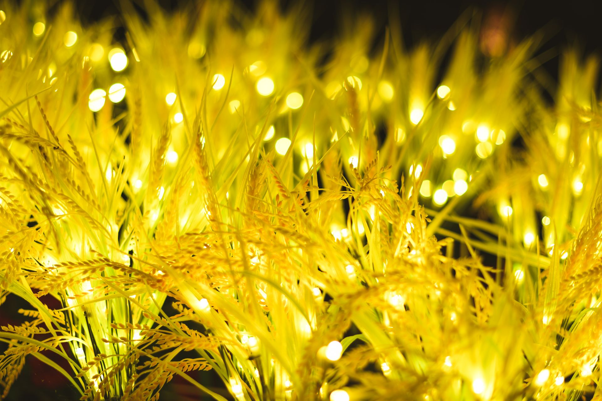 Bright, glowing lights adorning artificial wheat create a festive, warm atmosphere.