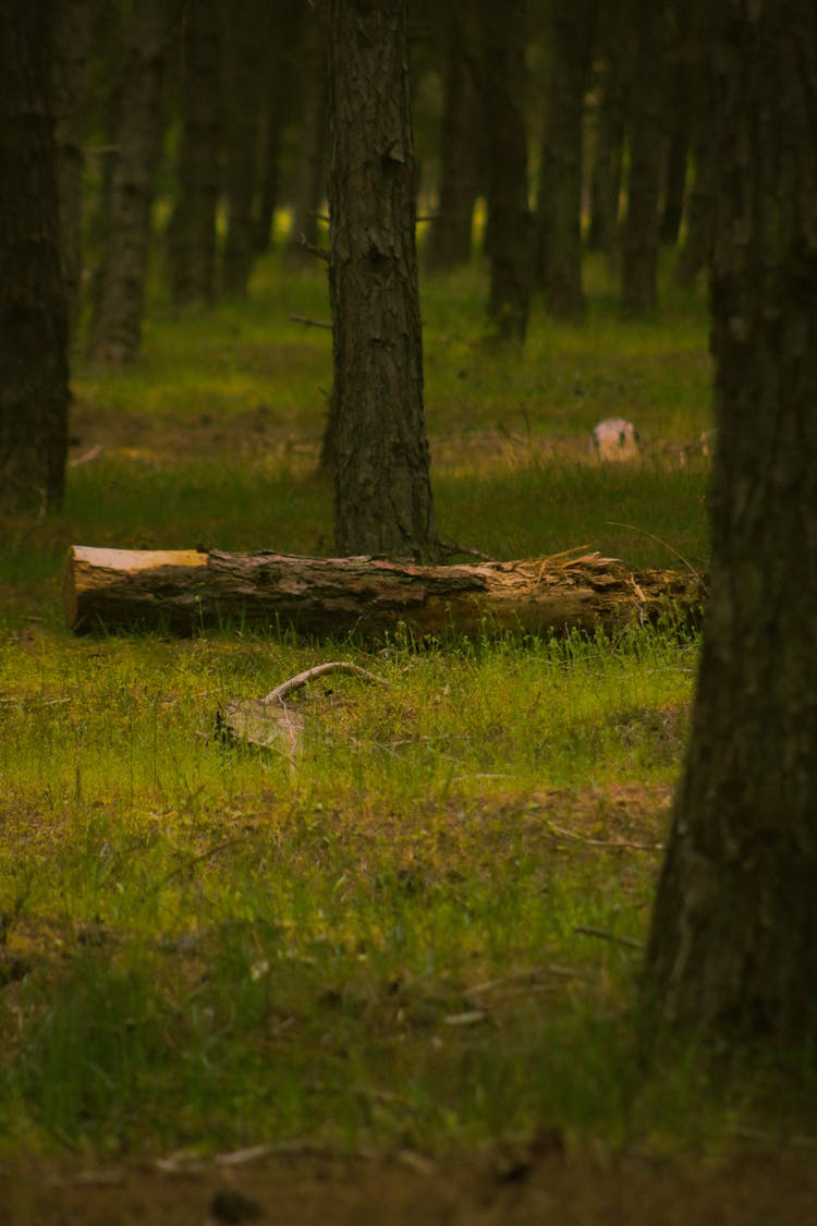 Tree Log On The Forest Grass Ground