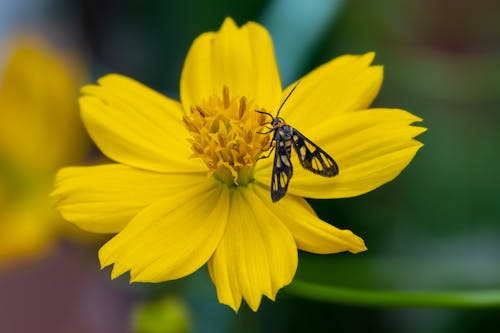 คลังภาพถ่ายฟรี ของ pollinator, การถ่ายภาพแมลง, ความงามในธรรมชาติ