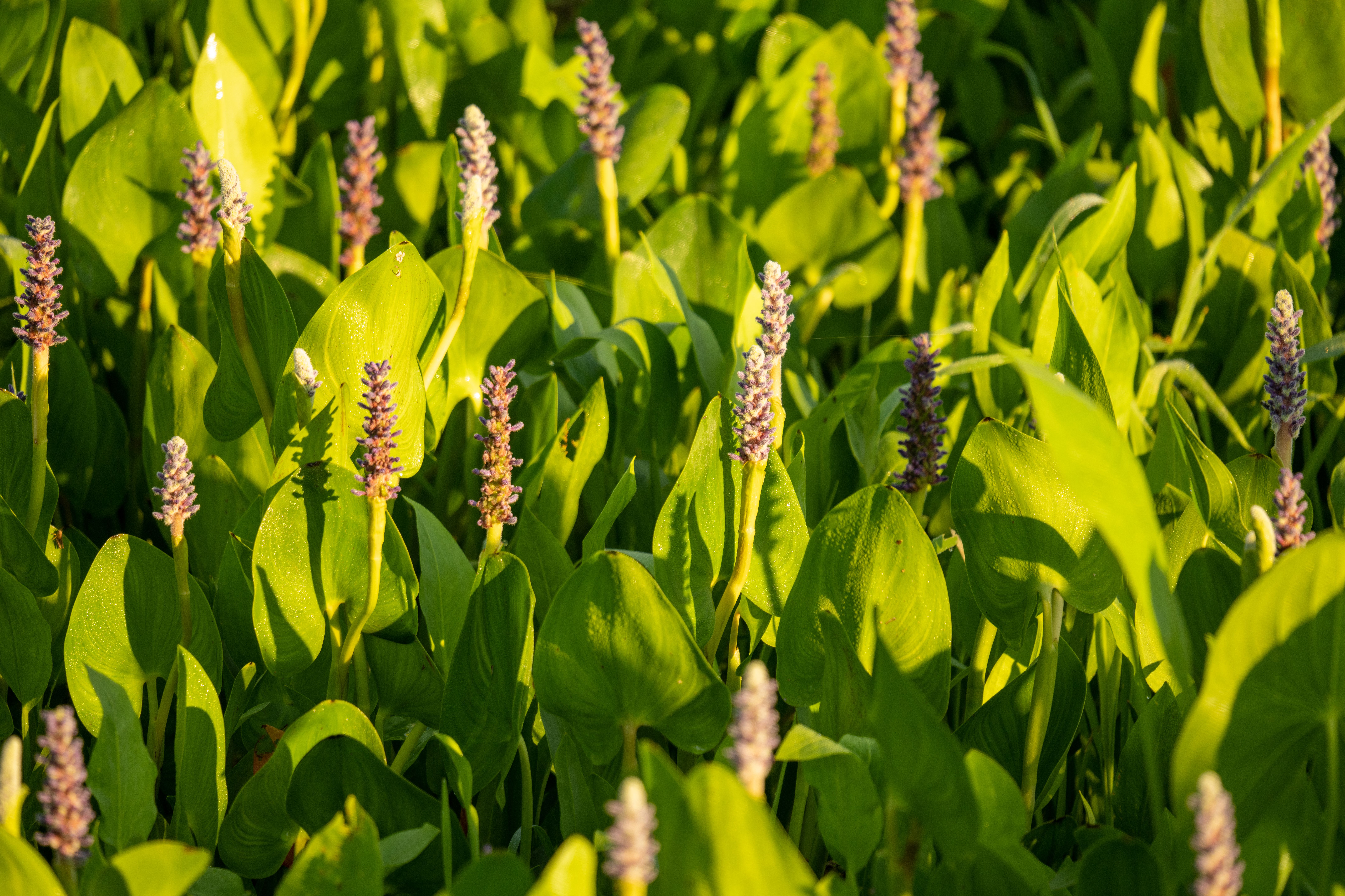 pickerelweed aquatic plant