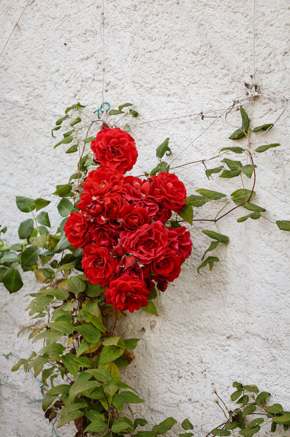 Qeynos Roses Wall Roses by a Wall · Free Stock Photo