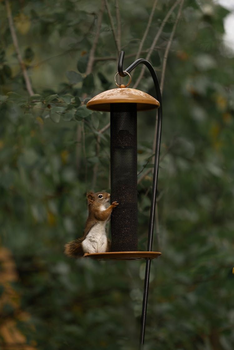 A Red Squirrel On A Squirrel Buster