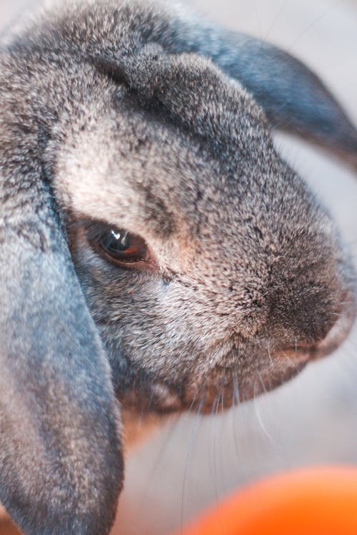 Gratis Fotos de stock gratuitas de amante de los animales, animales de granja, Conejo Foto de stock