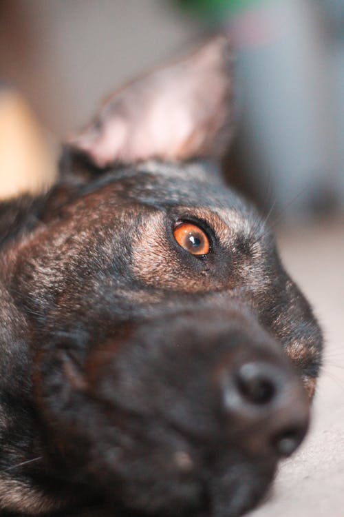 강아지 애호가, 개 눈, 동물 애호가의 무료 스톡 사진