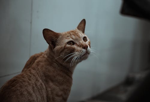 Close-Up Shot of a Tabby Cat 