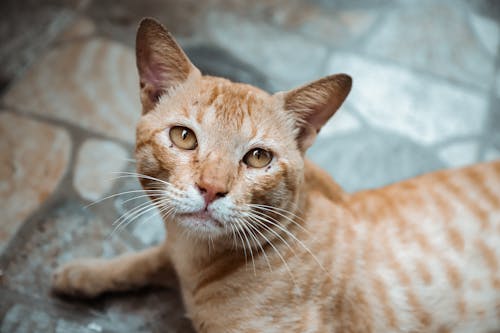 Darmowe zdjęcie z galerii z koci, pomarańczowy kot, portret zwierzęcia