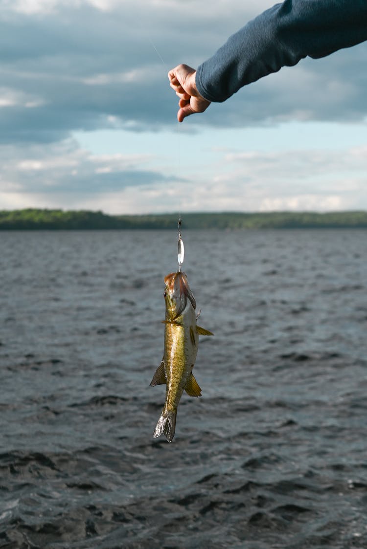 A Caught Smallmouth Bass