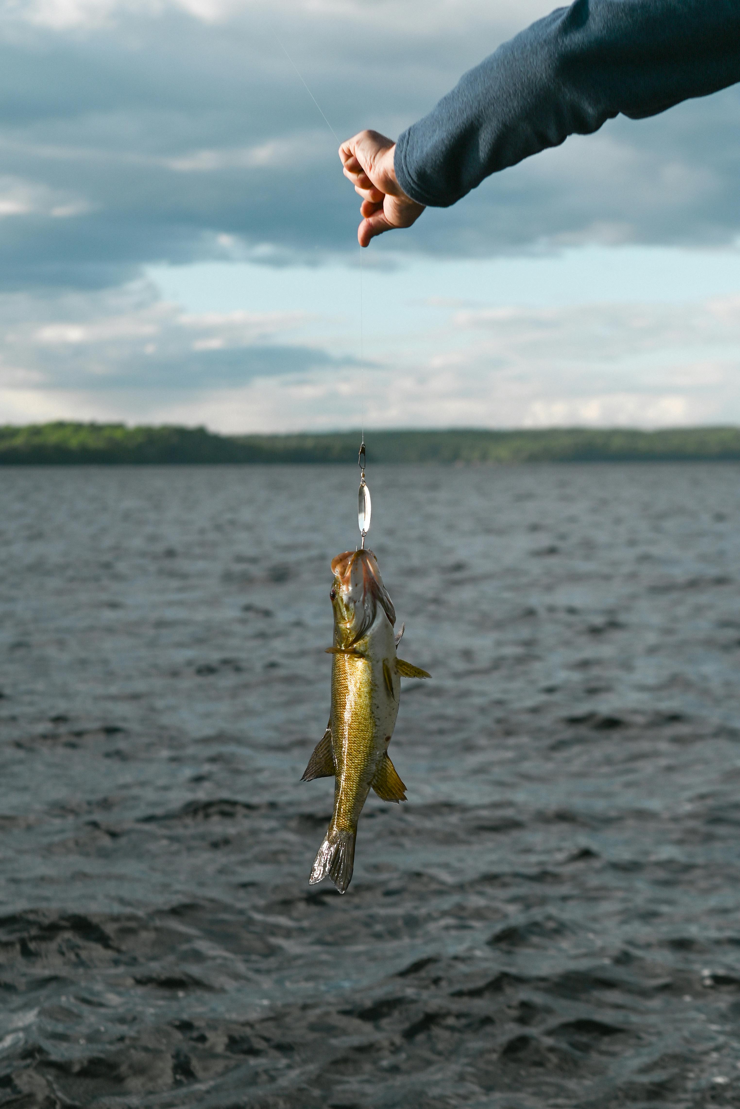 Caught Fish Hanging from a Fishing Line · Free Stock Photo