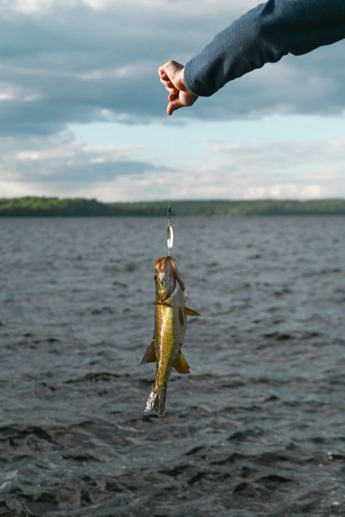 Free Suspended fish caught during a bright day, illustrating a scenic fishing adventure. Stock Photo
