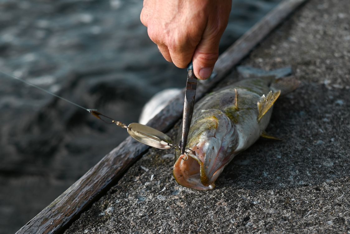 A Close-Up Shot of a Person Removing a Fish Hook from the Mouth of the Fish   Free Stock Photo