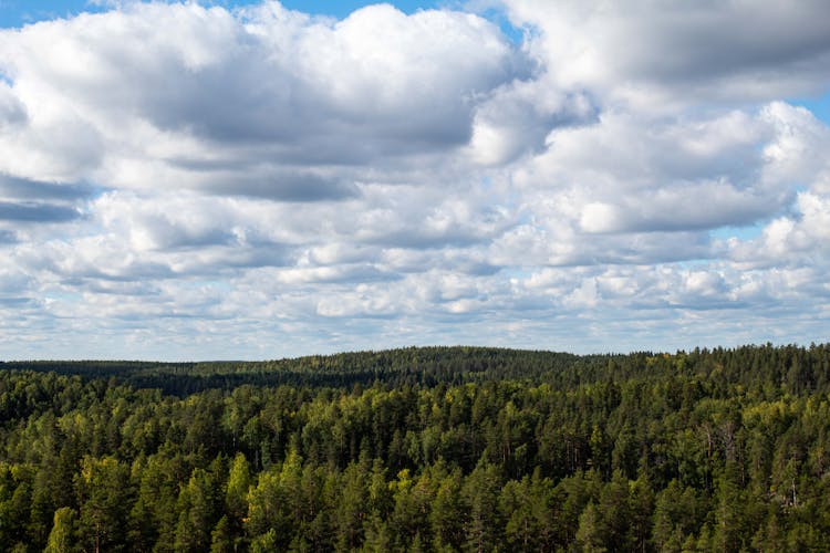 Aerial Shot Of A Dense Forest