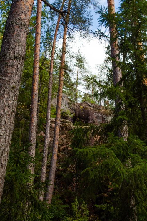 Free Captivating view of a dense forest with towering pine trees and lush greenery. Stock Photo