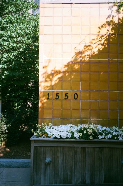 A wall with the number 1550 and flowers in a planter under sunlight.