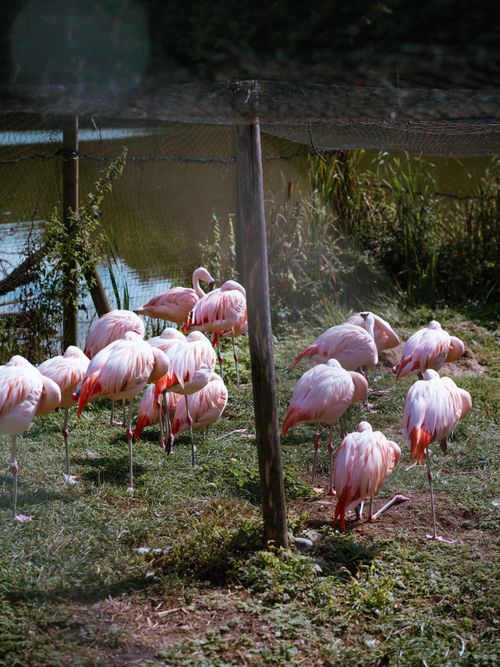 Free A tranquil scene of flamingos gathered near a pond, showcasing their vibrant colors and elegance. Stock Photo