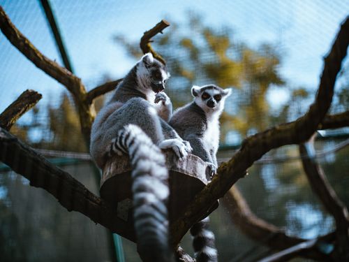 Free Two ring-tailed lemurs relax on tree branches in a sunny zoo enclosure. Stock Photo