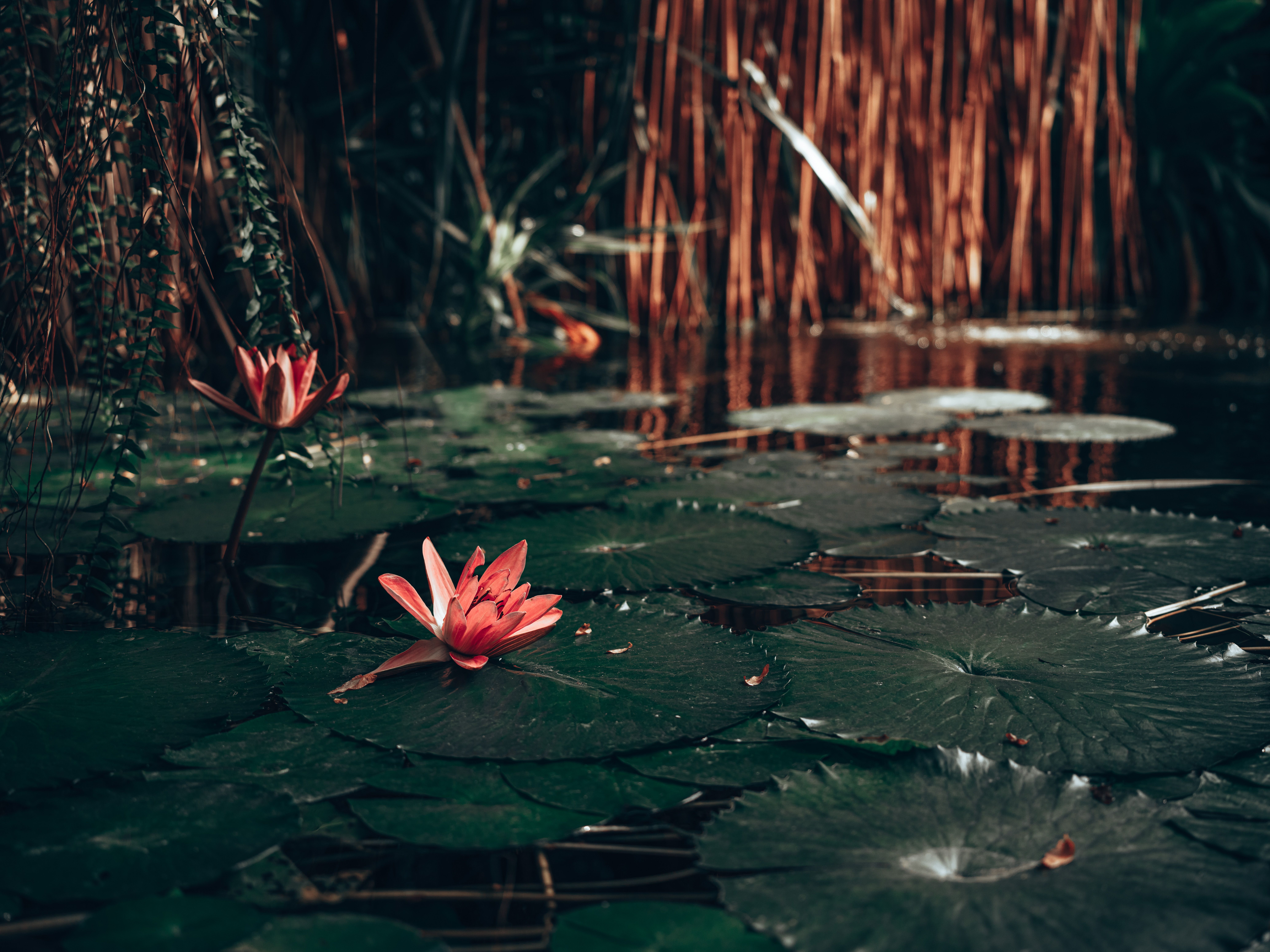 Lotus flower blooming above water