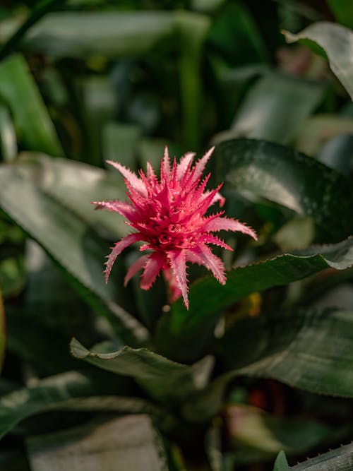 Close up of Flower