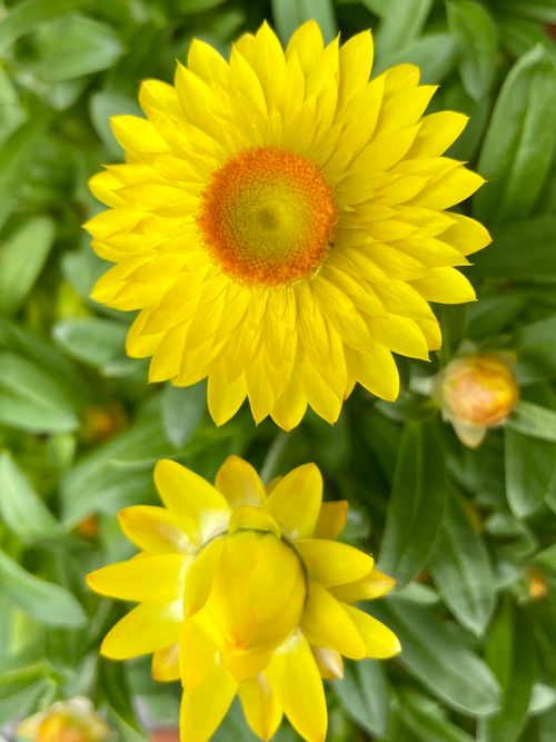 Free Vibrant yellow strawflower with lush green leaves in Germany. Stock Photo
