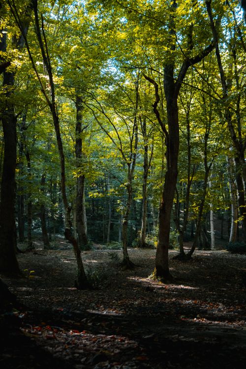 Free A peaceful forest view with sunlight filtering through green trees in summer. Stock Photo