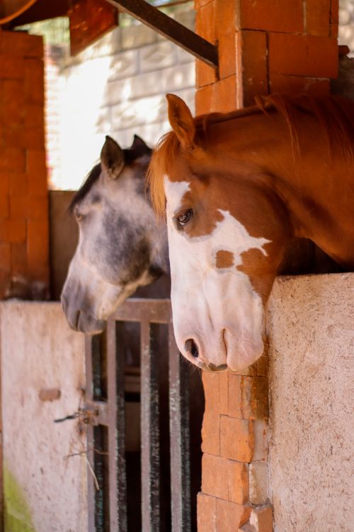 Free Two horses peeking out from a stable in a rustic barn in Mexico. Stock Photo