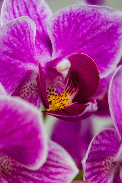 Free A detailed close-up of a vibrant pink moth orchid in full bloom. Stock Photo