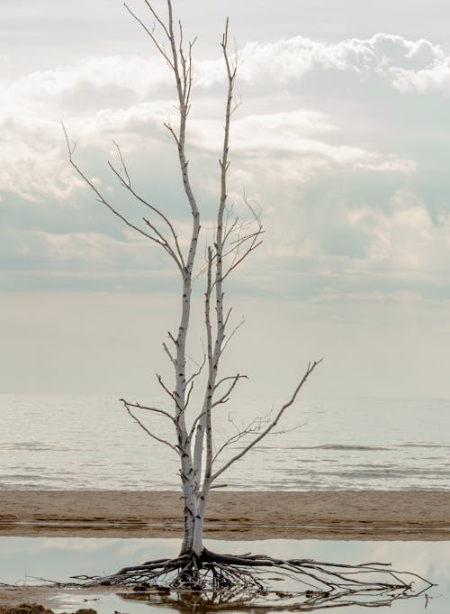 Leafless Tree on the Beach