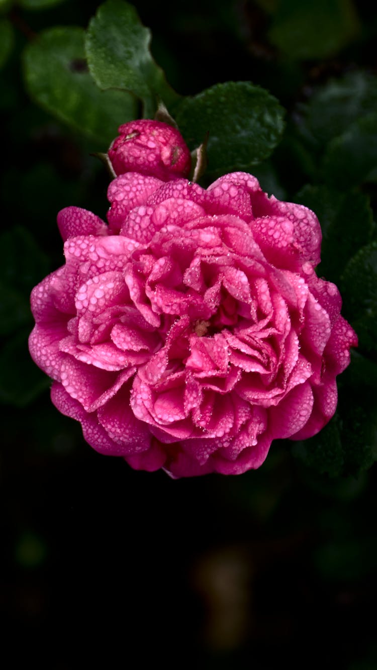 Japanese Camelia Close-Up Photo