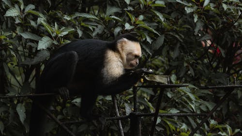 Photos gratuites de costa rica, fond d'écran, mono