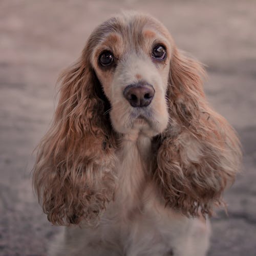 cocker-spaniel, evcil, Evcil Hayvan içeren Ücretsiz stok fotoğraf