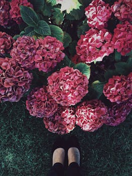 粉色绣球花美丽绽放，搭配黑色鞋子，营造出自然美感