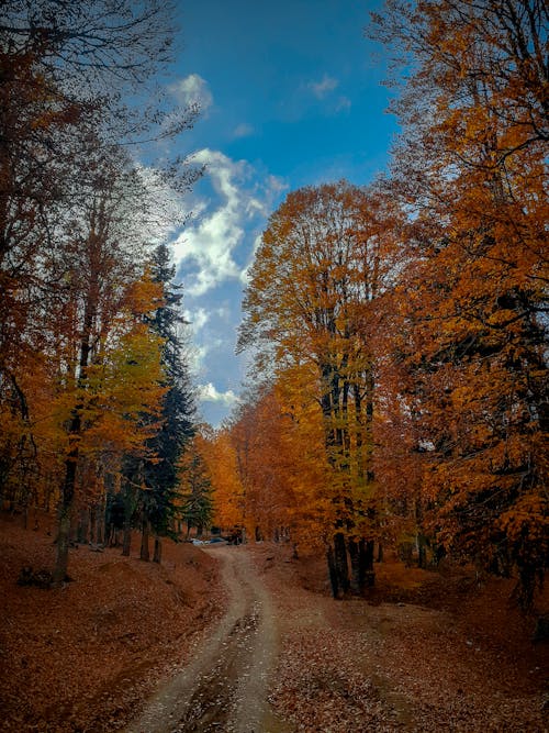 Pathway in the Forest During Autumn Season