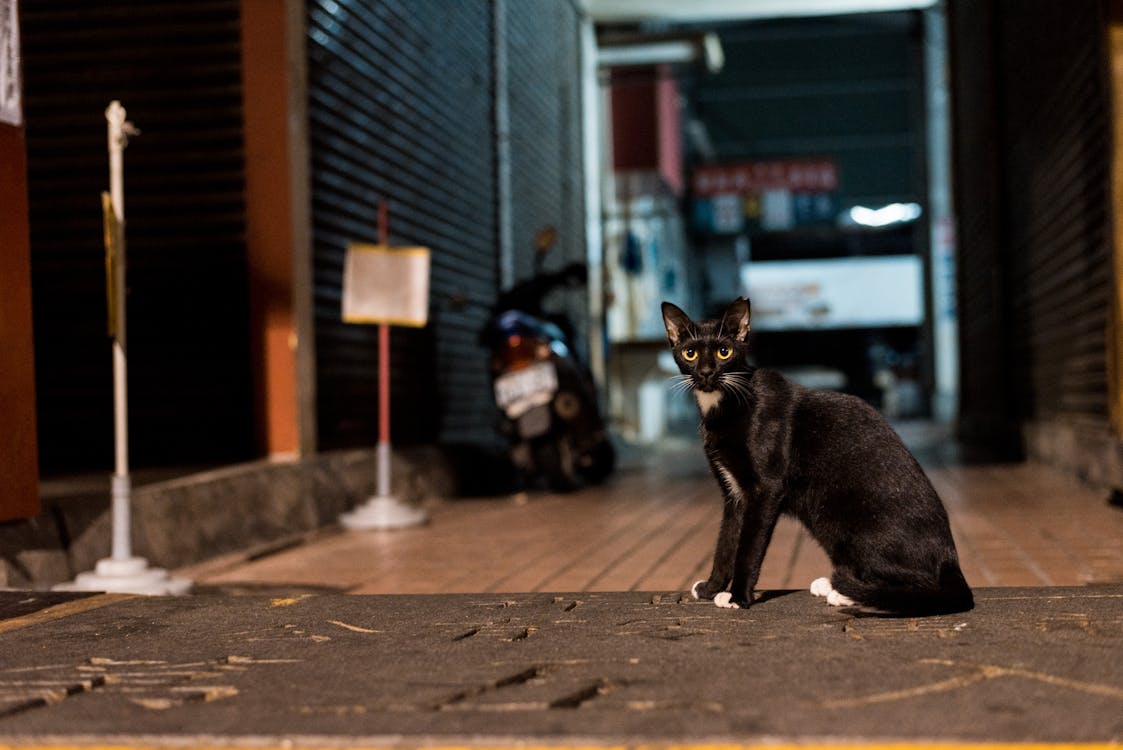 White and Black Tuxedo Cat Sitting on Sidewalk