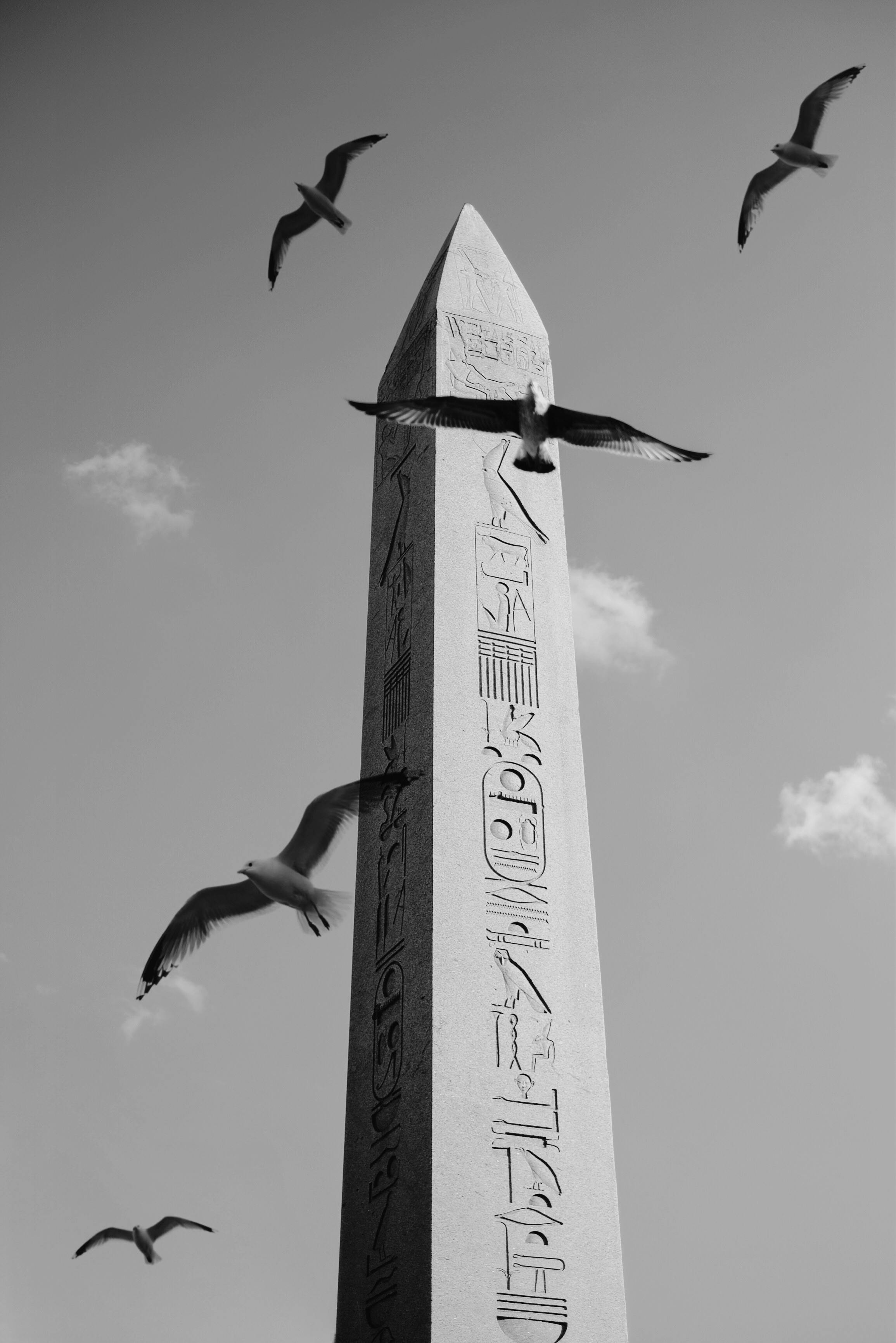 An obelisk with flying birds in black and white, capturing elegance and history.