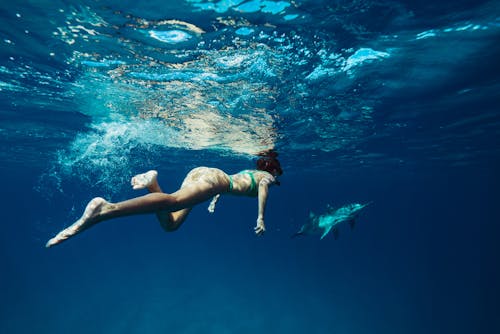 免费 動物, 女人, 水下 的 免费素材图片 素材图片