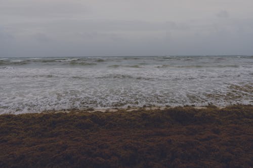 Ocean Waves Crashing on Shore