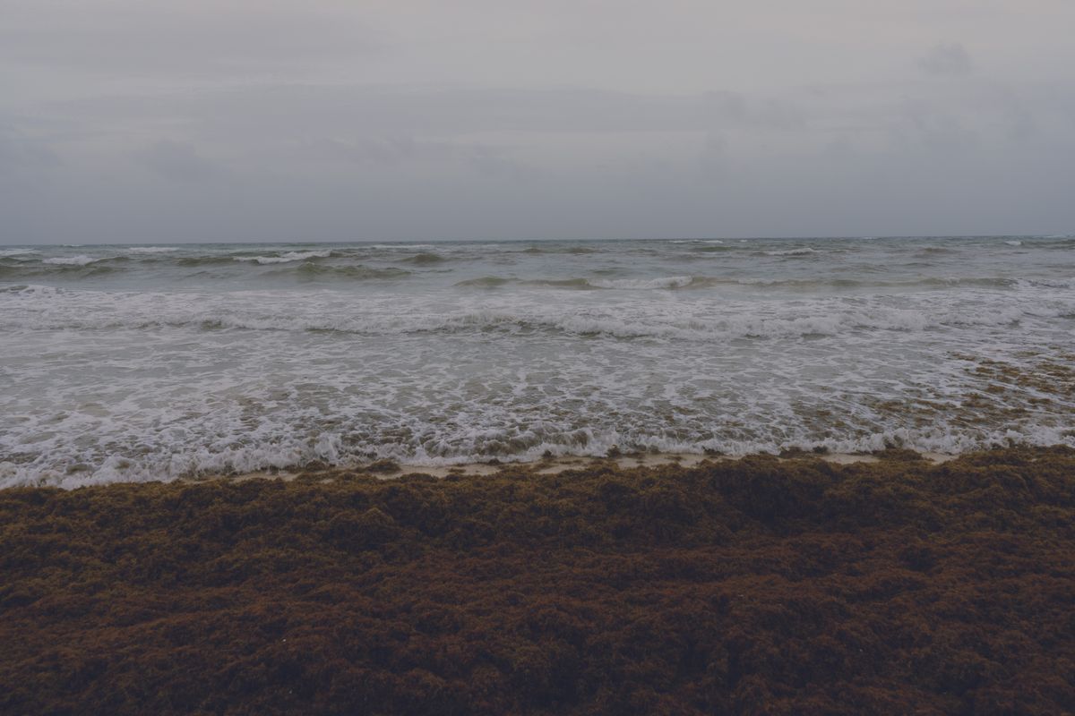 Tranquil scene of ocean waves gently hitting a seaweed-covered shore under a cloudy sky.