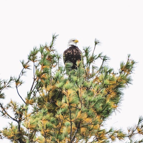 Kostnadsfri bild av djur, djurfotografi, fågel