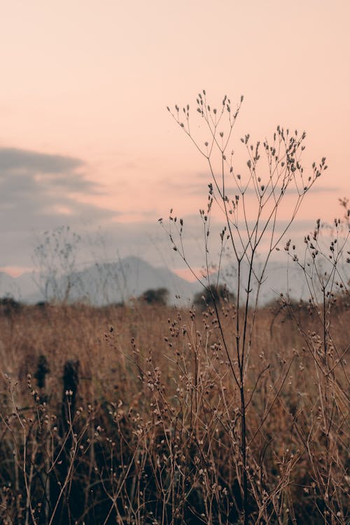 Rural Landscape of a Field at Sunset 